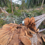 Ancient Forest Alliance campaigner Andrea Inness walks beside an enormous