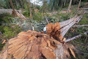 Ancient Forest Alliance campaigner Andrea Inness walks beside an enormous