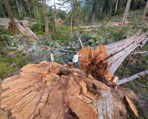 Ancient Forest Alliance campaigner Andrea Inness walks beside an enormous