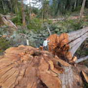 Ancient Forest Alliance campaigner Andrea Inness walks beside an enormous