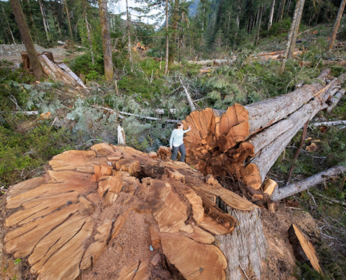 Ancient Forest Alliance campaigner Andrea Inness walks beside an enormous