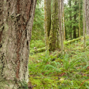 Nanoose Bay resident Helga Schmitt walks through the endangered old-growth coastal Douglas fir forest which the province has approved for logging by the Snaw-naw-as First Nation despite pleas by local governments and community groups to save the area.