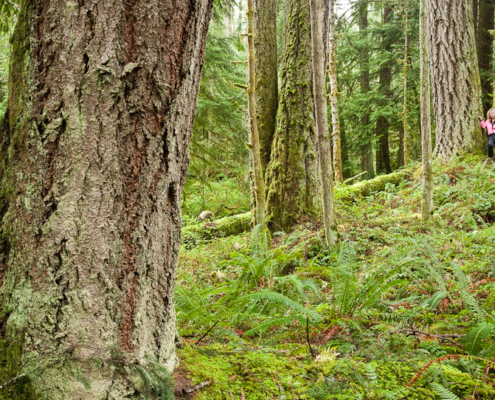 Nanoose Bay resident Helga Schmitt walks through the endangered old-growth coastal Douglas fir forest which the province has approved for logging by the Snaw-naw-as First Nation despite pleas by local governments and community groups to save the area.