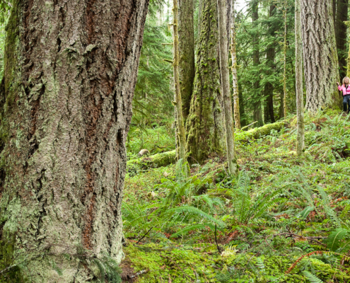 Helga Schmitt's home borders a piece of land for which a timber harvesting licence has been issued. The Nanoose First Nation received the licence to harvest 15