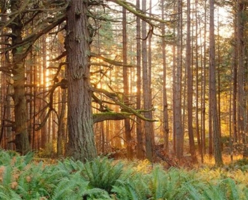 B.C. landscape diversity includes this 0ld-growth Coastal Douglas fir forest in Metchosin on southern Vancouver Island. Just over 15 per cent of B.C. has designations granting the highest level of protections.