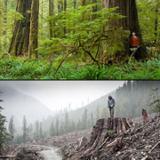 Example of spectacular temperate rainforest on Vancouver Island contrasted with nearby logging of old-growth forest.