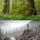 Example of spectacular temperate rainforest on Vancouver Island contrasted with nearby logging of old-growth forest.