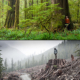 An example of intact ancient temperate rainforest alongside a fresh old-growth clearcut.