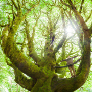 The magical Fairholm Maple - possibly the biggest maple tree in the world!