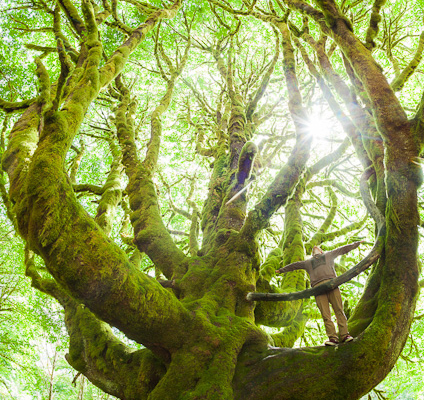 The magical Fairholm Maple - possibly the biggest maple tree in the world!