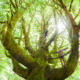 The magical Fairholm Maple - possibly the biggest maple tree in the world!