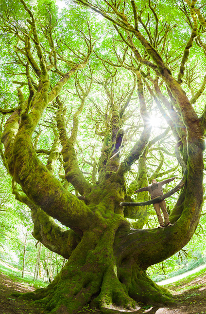 The magical Fairholm Maple - possibly the biggest maple tree in the world!