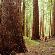 Cameron Valley Firebreak