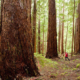 Cameron Valley Firebreak