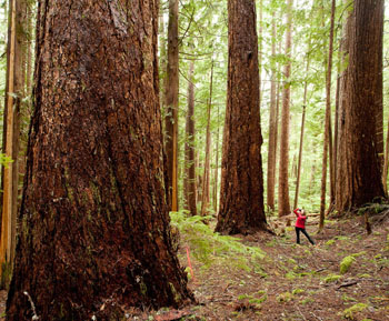 Cameron Valley Firebreak