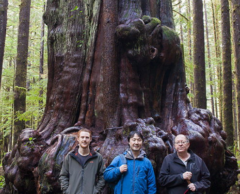 Ancient Forest Alliance's campaigner TJ Watt and executive director Ken Wu and Public and Private Workers of Canada (PPWC) president Arnold Bercov with a giant cedar tree at the Avatar Grove near Port Renfrew