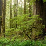 Old-growth forests store 2-3 times more carbon per hectare than the ensuing second-growth tree plantations but are still threatened by logging in BC.