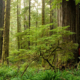 Old-growth forests store 2-3 times more carbon per hectare than the ensuing second-growth tree plantations but are still threatened by logging in BC.