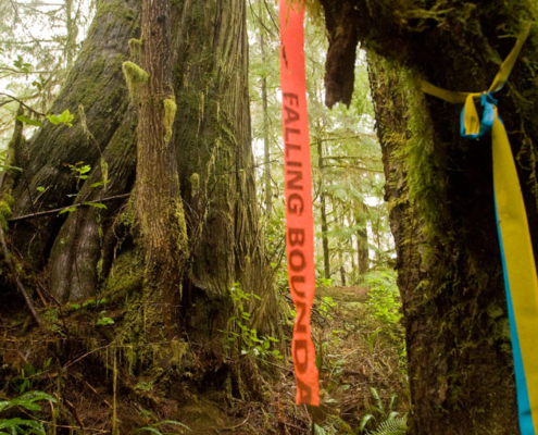 Logging markings in Port Renfrew.