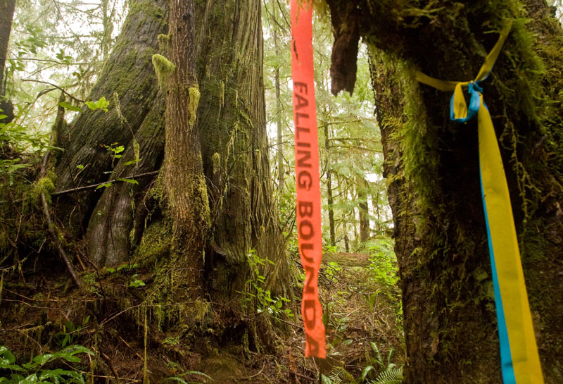 Logging markings in Port Renfrew.