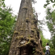 Ken Wu beside the Red Creek Fir. Growing in the San Juan Valley near Port Renfrew BC