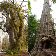 San Juan Spruce tree and the Red Creek Fir - some of the Canada's largest trees found right nearby!