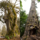 San Juan Spruce tree and the Red Creek Fir - some of the Canada's largest trees found right nearby!