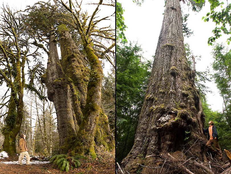 San Juan Spruce tree and the Red Creek Fir - some of the Canada's largest trees found right nearby!