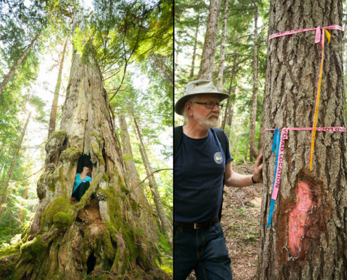 A giant ancient yellow-cedar tree (left) and logging road location ribbon (right)