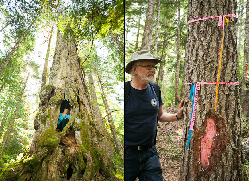 A giant ancient yellow-cedar tree (left) and logging road location ribbon (right)