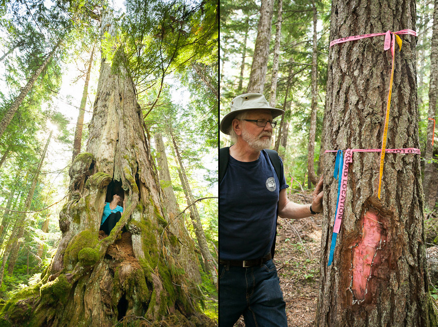 A giant ancient yellow-cedar tree (left) and logging road location ribbon (right)