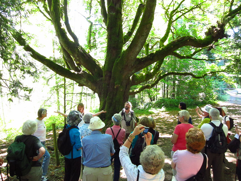 All-star naturalists Darren and Claudia Copley chatting with folks at the the giant bigleaf maple tree near the start of last year's walk at Royal Roads University.