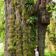 San Juan Sitka Spruce
