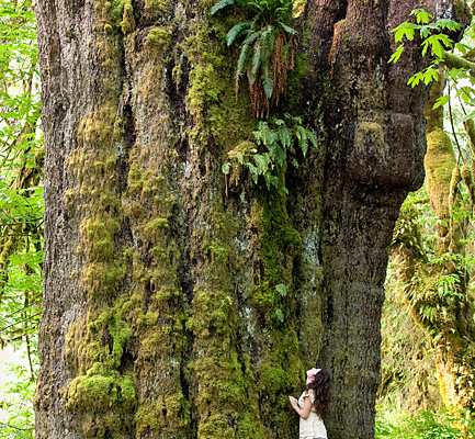 San Juan Sitka Spruce