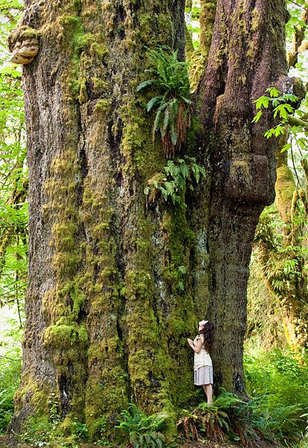 San Juan Sitka Spruce