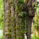 San Juan Sitka Spruce