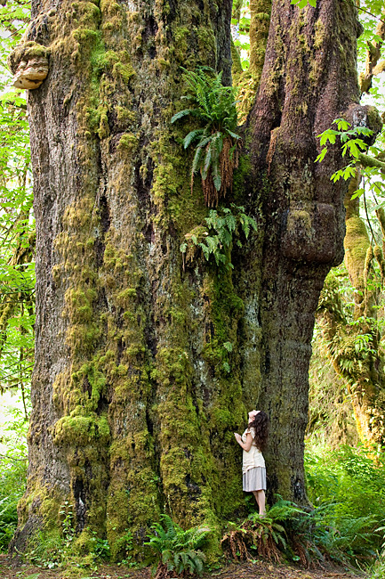 San Juan Sitka Spruce