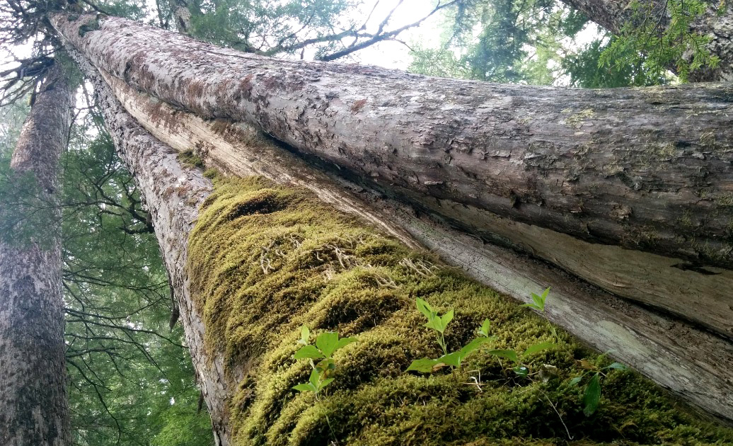 Ancient yellow cedar slated for logging in Schmidt Creek