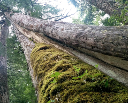 Ancient yellow cedar slated for logging in Schmidt Creek