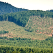 Large scale clearcutting of second-growth forests near Shirley in 2011.