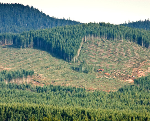 Large scale clearcutting of second-growth forests near Shirley in 2011.