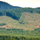 Large scale clearcutting of second-growth forests near Shirley in 2011.