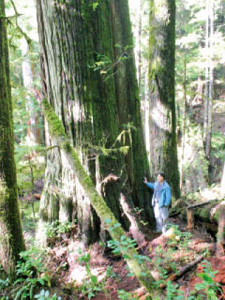 AFA's Ken Wu stands beside a giant endangered redcedar in the Upper Avatar Grove.