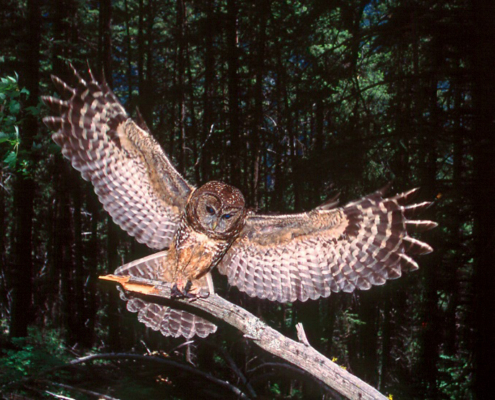 The highly endangered Spotted owl. An estimated 5 individuals are thought to exist still in the wild.