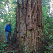 AFA's Ken Wu with a giant old-growth Douglas-fir tree in Stanley Park.