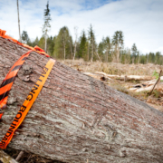 Logging by Island Timberlands in Powell River