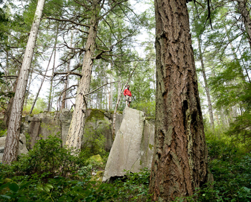Giant Douglas-fir trees tower between boulders on Island Timberlands' private lands at Stillwater Bluffs near Powel River