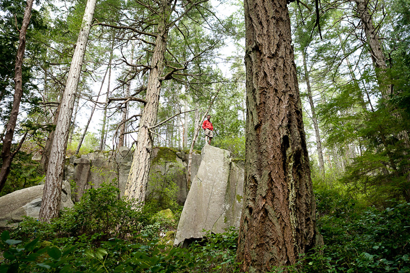 Giant Douglas-fir trees tower between boulders on Island Timberlands' private lands at Stillwater Bluffs near Powel River