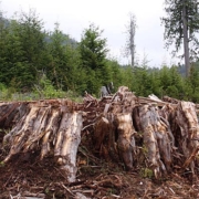 Standing beside a massive 16ft diameter redcedar stump is Hans Tammemagi
