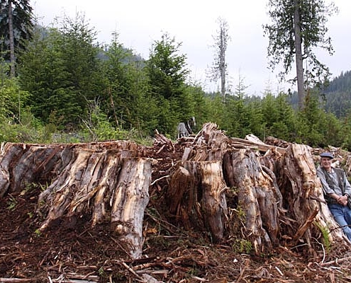 Standing beside a massive 16ft diameter redcedar stump is Hans Tammemagi